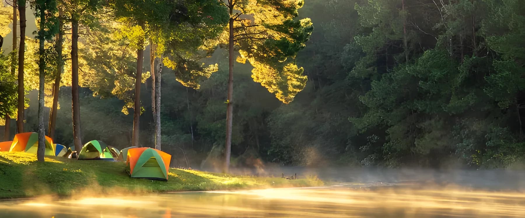 Soft morning light through forest trees